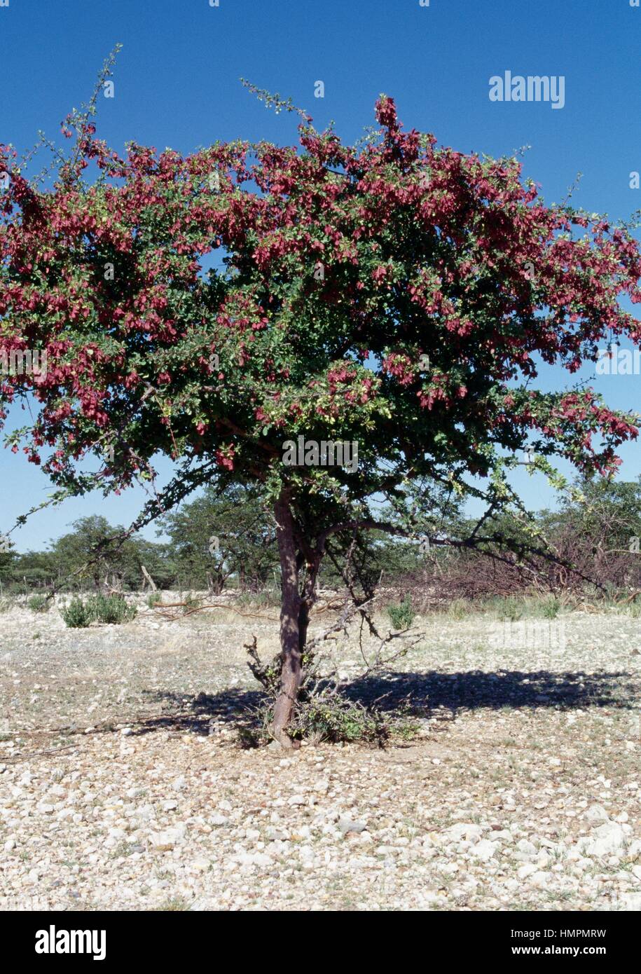 Purple Pod (Terminalia prunioides), Combretaceae, Damaraland, Namibia. Stock Photo