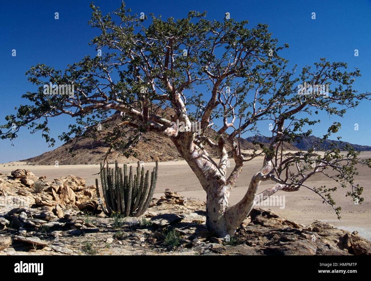 Xerophyte plants namib desert namibia hires stock photography and