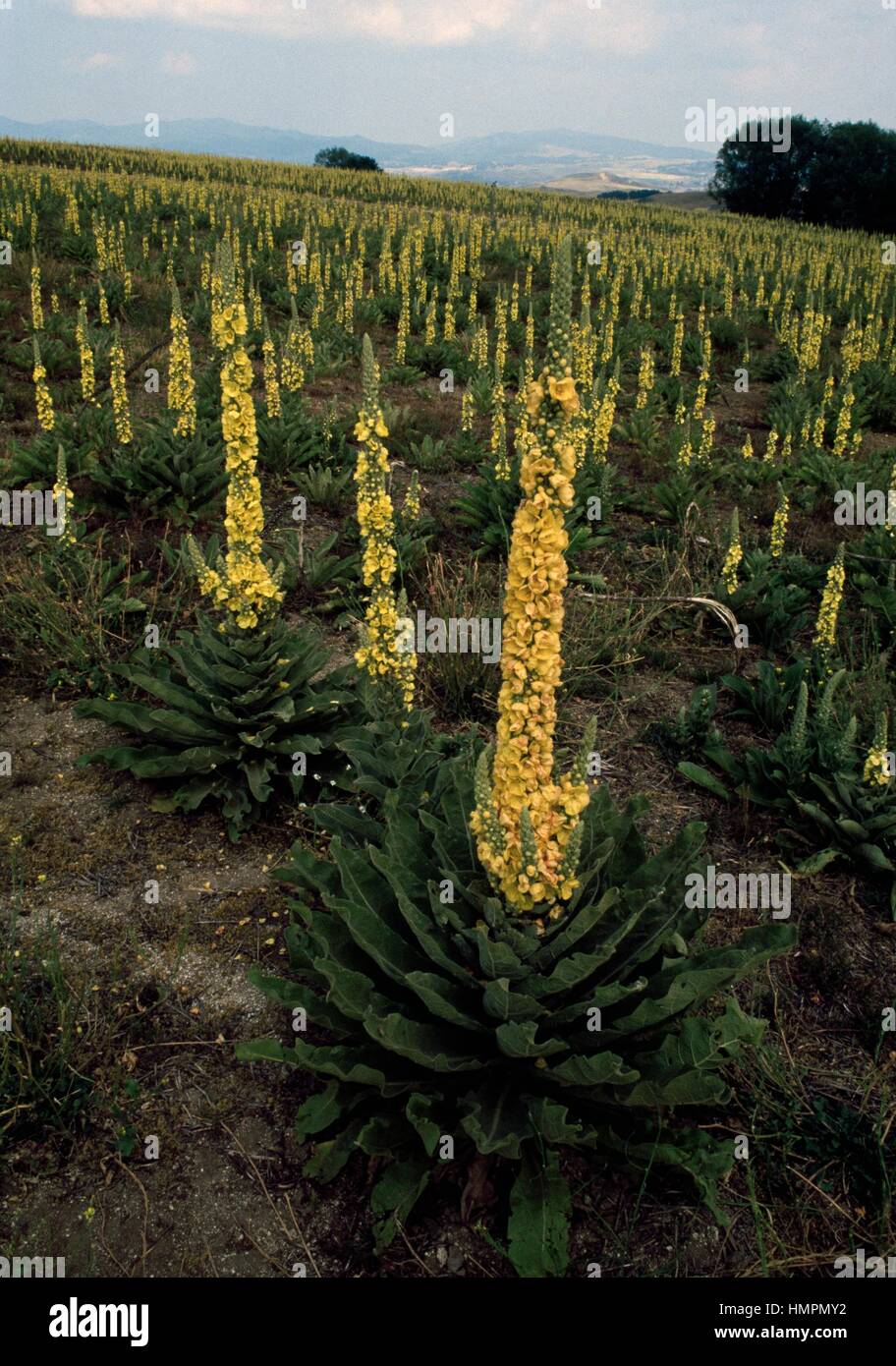 Mullein (Verbascum macrurum), Scrophulariaceae. Stock Photo