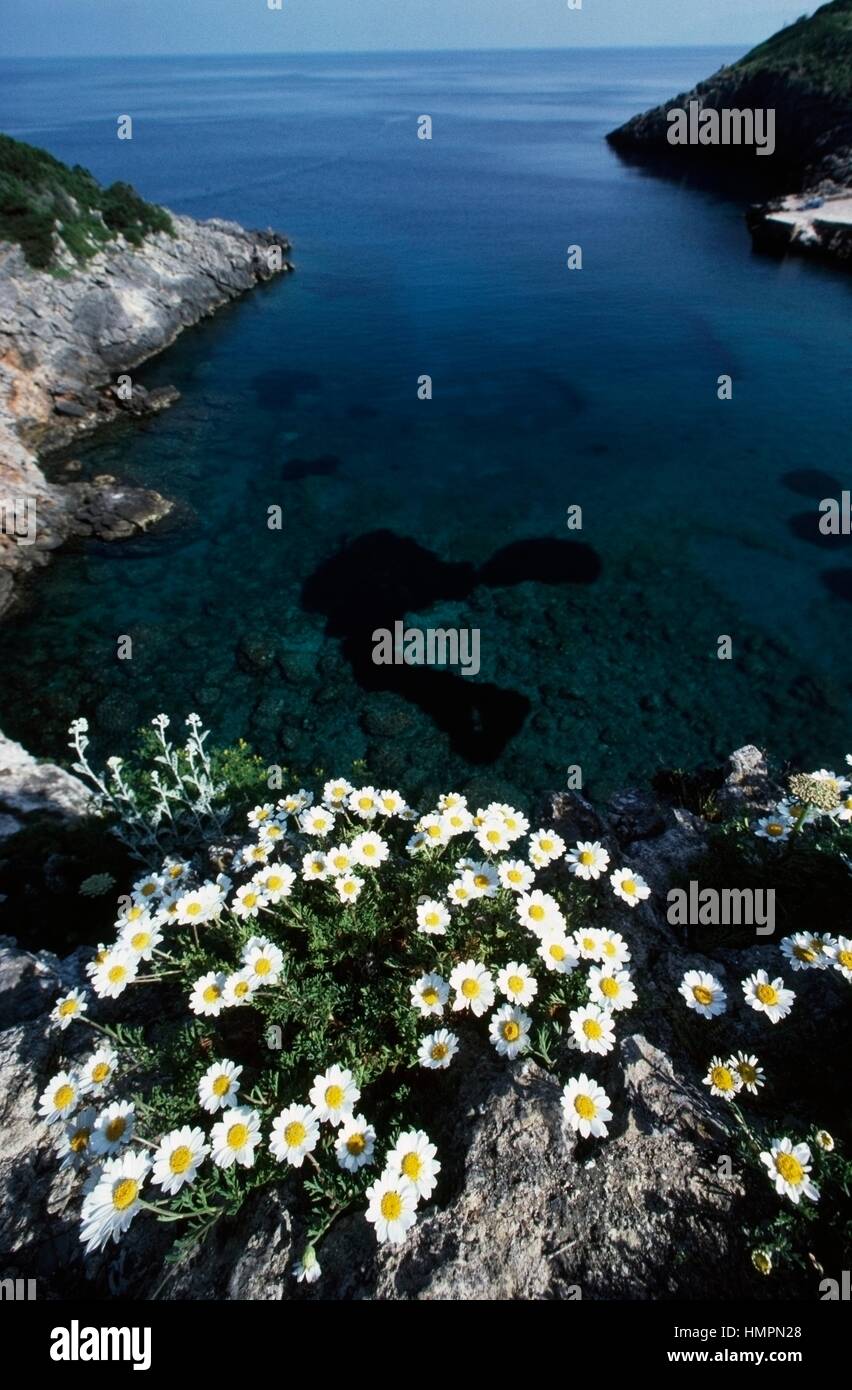 Blooms overlooking cala maestra hi-res stock photography and images - Alamy