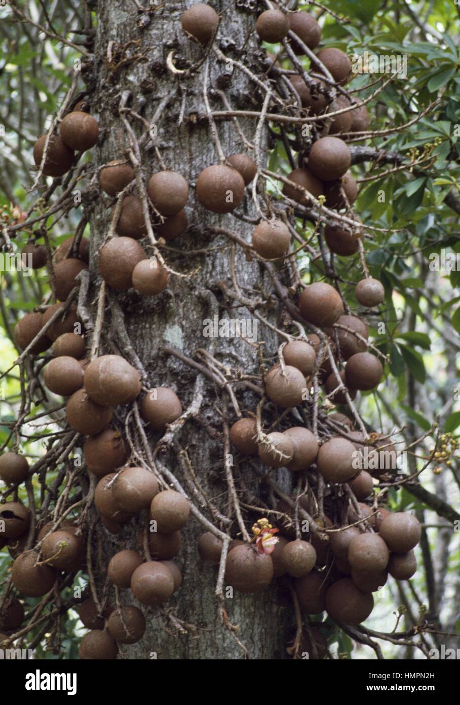Cannonball Tree fruit (Couroupita guianensis), Le…
