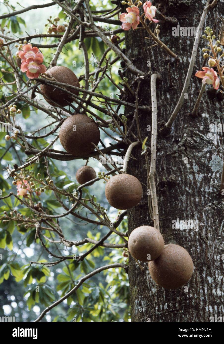 Cannonball Tree fruit and flowers (Couroupita guianen…