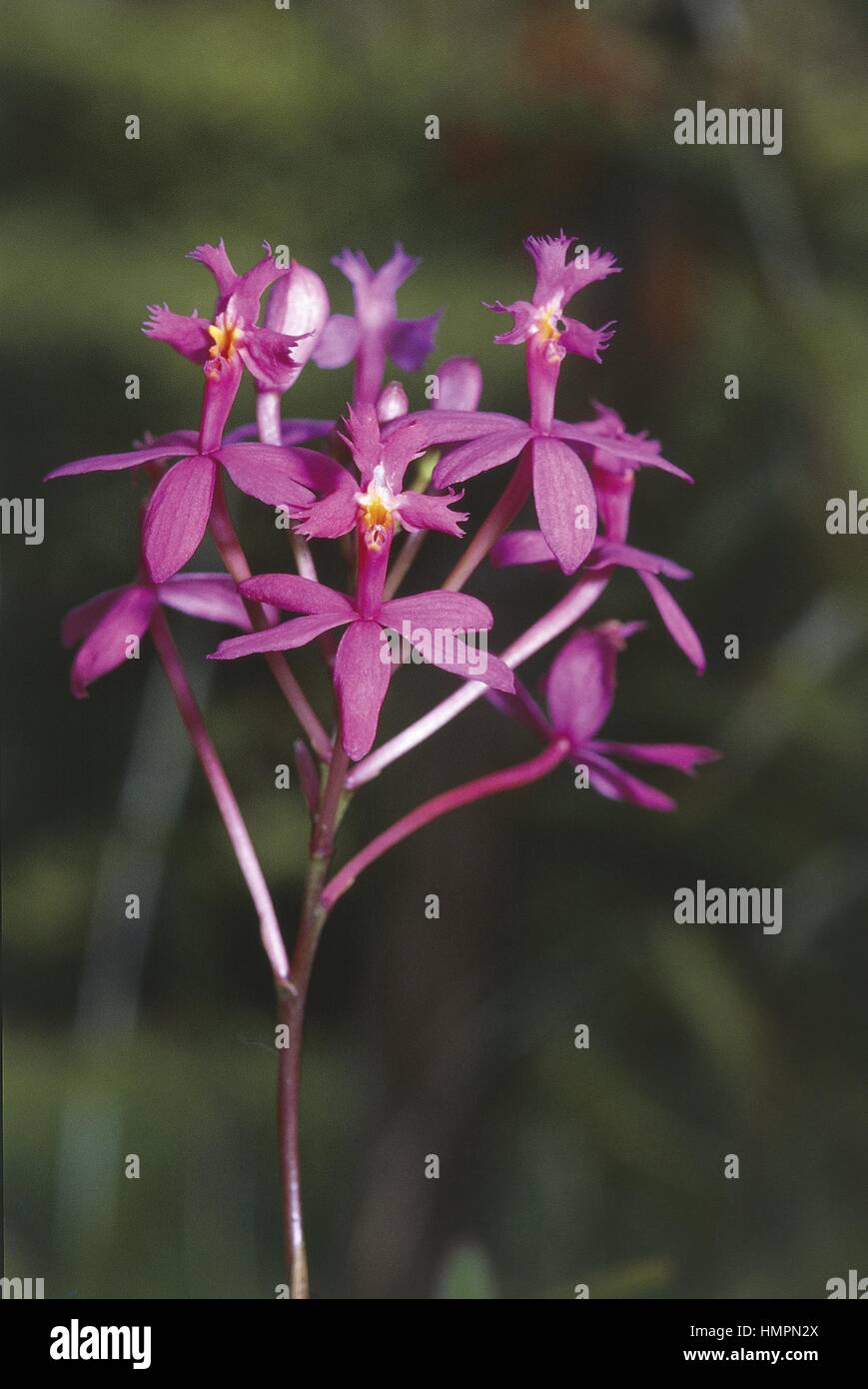 Sri Lanka - Peradeniya. Royal Botanical Gardens. Orchidaceae. Epidendrum secundum Stock Photo