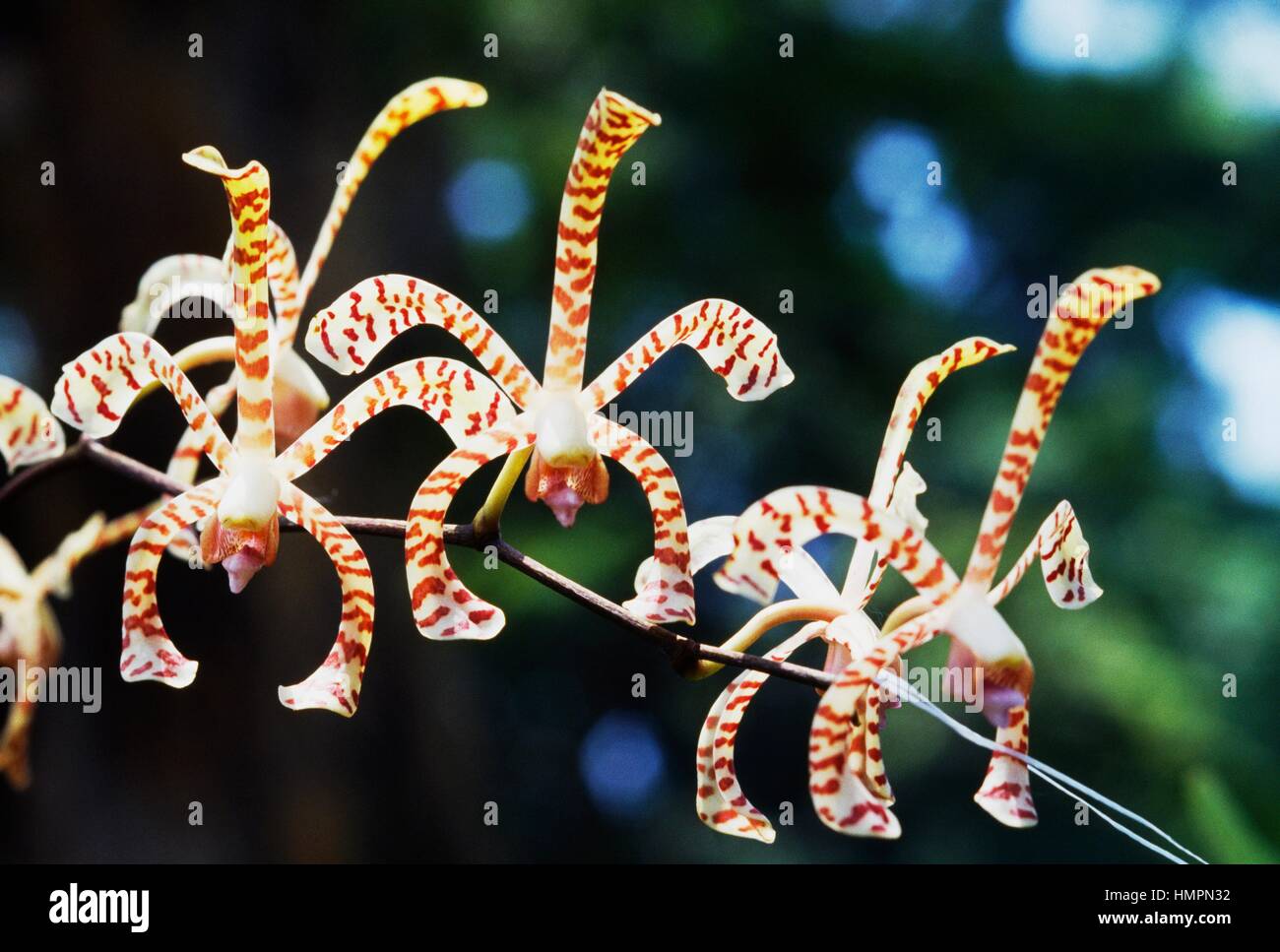 Orchidea (Arachnis Maggie Oei), Orchidaceae, Peradeniya Botanical Garden, Kandy, Sri Lanka. Stock Photo