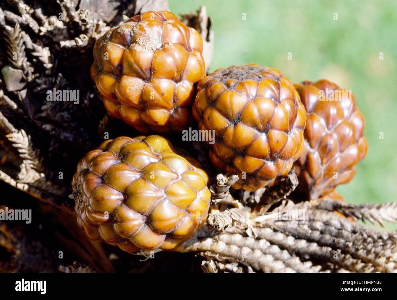 Raffia Palm fruits (Raphia farinifera), Arecaceae, Royal Botanical Garden, Peradeniya, Sri Lanka. Stock Photo
