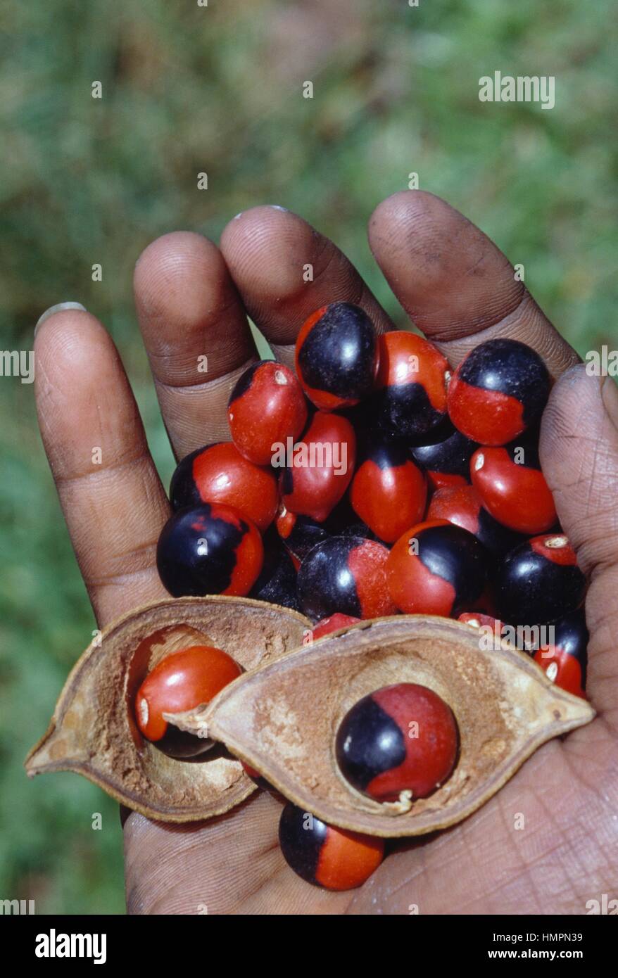 Bank of seeds, Jumbi Beads (Ormosia monosperma), Fabaceae, Peradeniya Botanical Garden, Kandy, Sri Lanka. Stock Photo