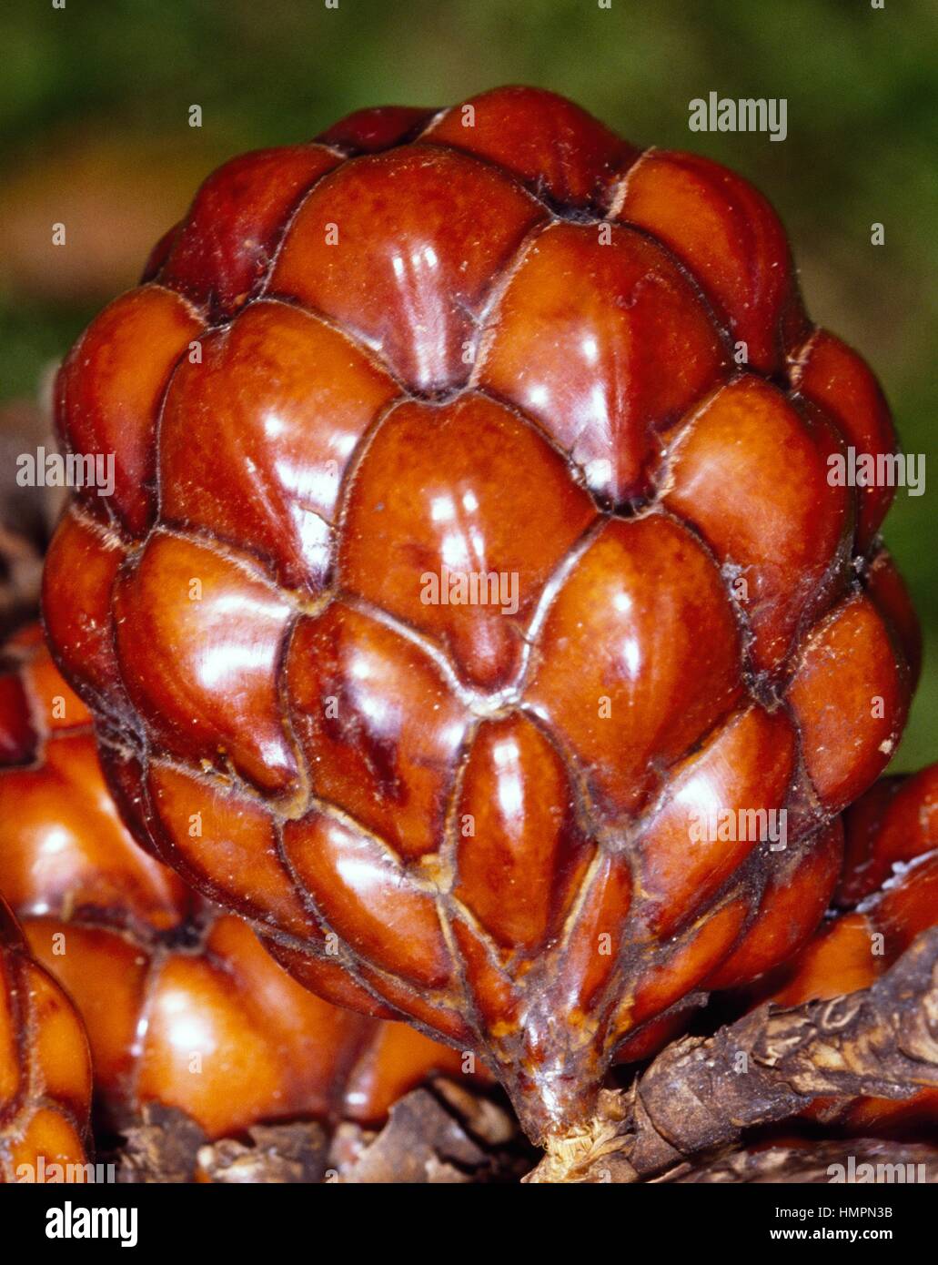 Rafia Palm fruit (Raphia farinifera), Arecaceae. Peradeniya Botanical Gardens, Kandy, Sri lanka. Stock Photo