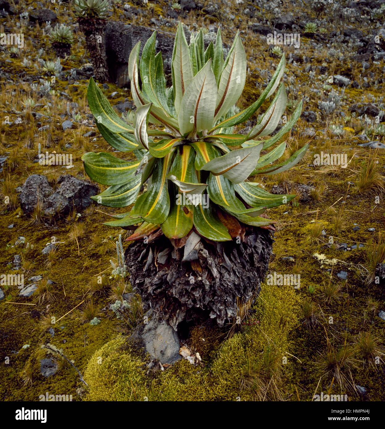 Groundsel or ragwort (Senecio sp), Asteraceae, Virunga National Park, Democratic Republic of the Congo. Stock Photo