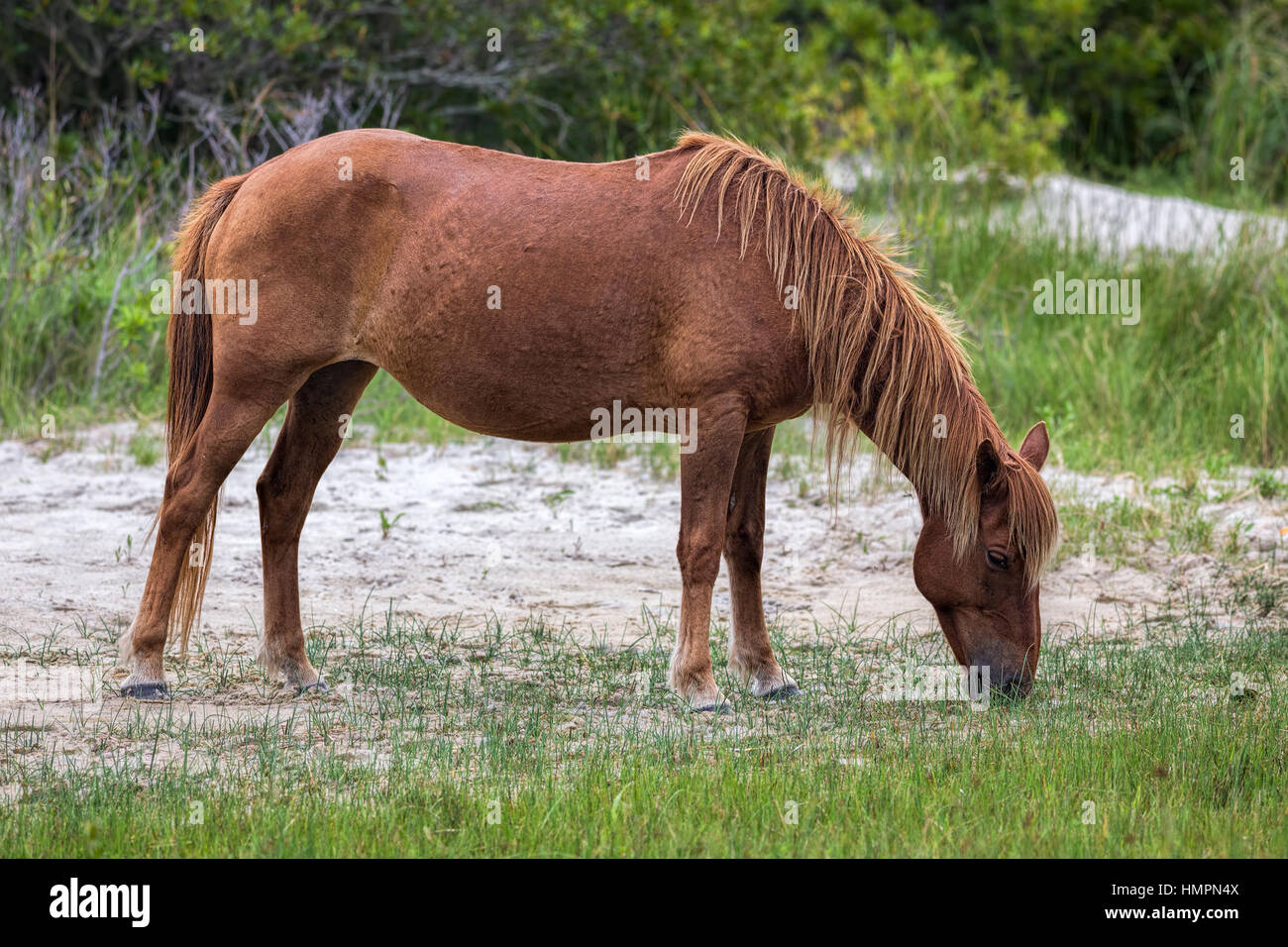A Wild pony, horse, of Assateague Island, Maryland, USA. These animals