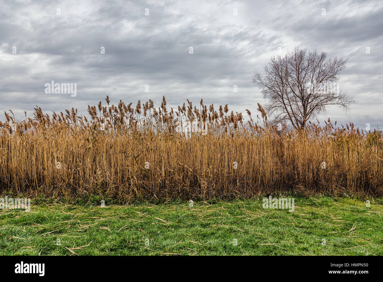 A field of Prairie Cordgrass (Spartina pectinata)) Stock Photo
