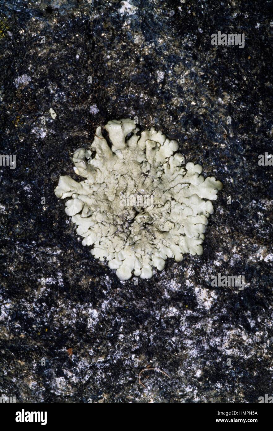 Salted Shield Lichen (Parmelia saxatilis), Parmeliaceae. Stock Photo