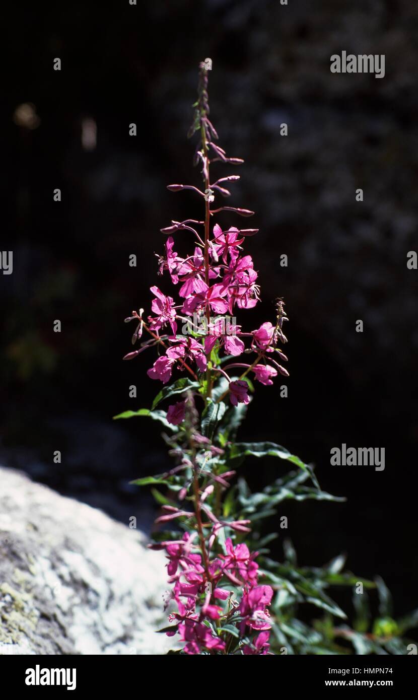 Epilobium (Epilobium sp), Onagraceae, Piedmont, Italy. Stock Photo
