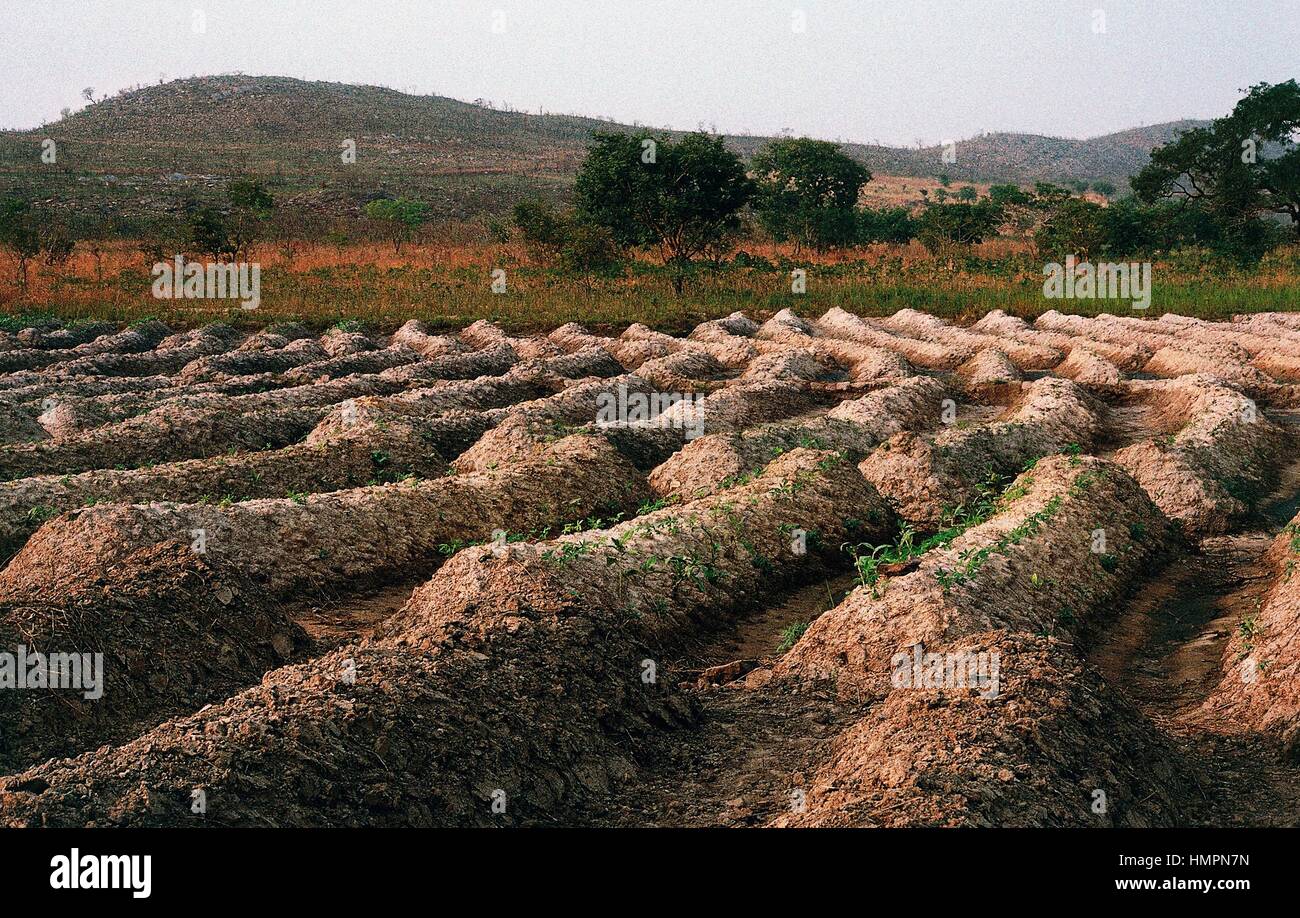 Yam crops (Dioscorea sp), Dioscoreaceae, Togo. Stock Photo