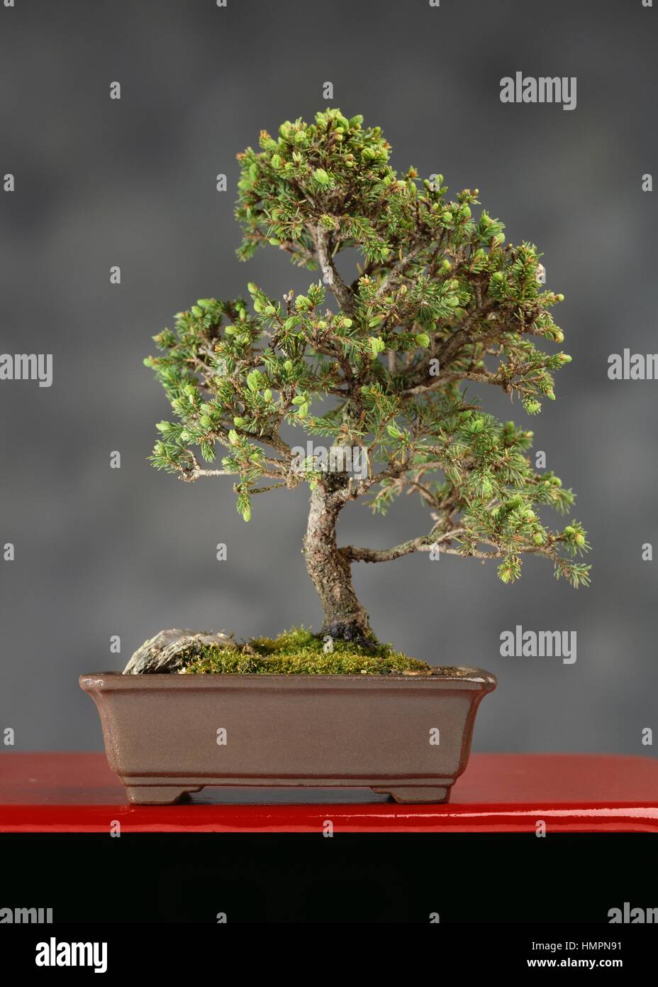 Spruce bonsai (Picea ohlendorfi), Pinaceae, height 12 cm Stock Photo - Alamy