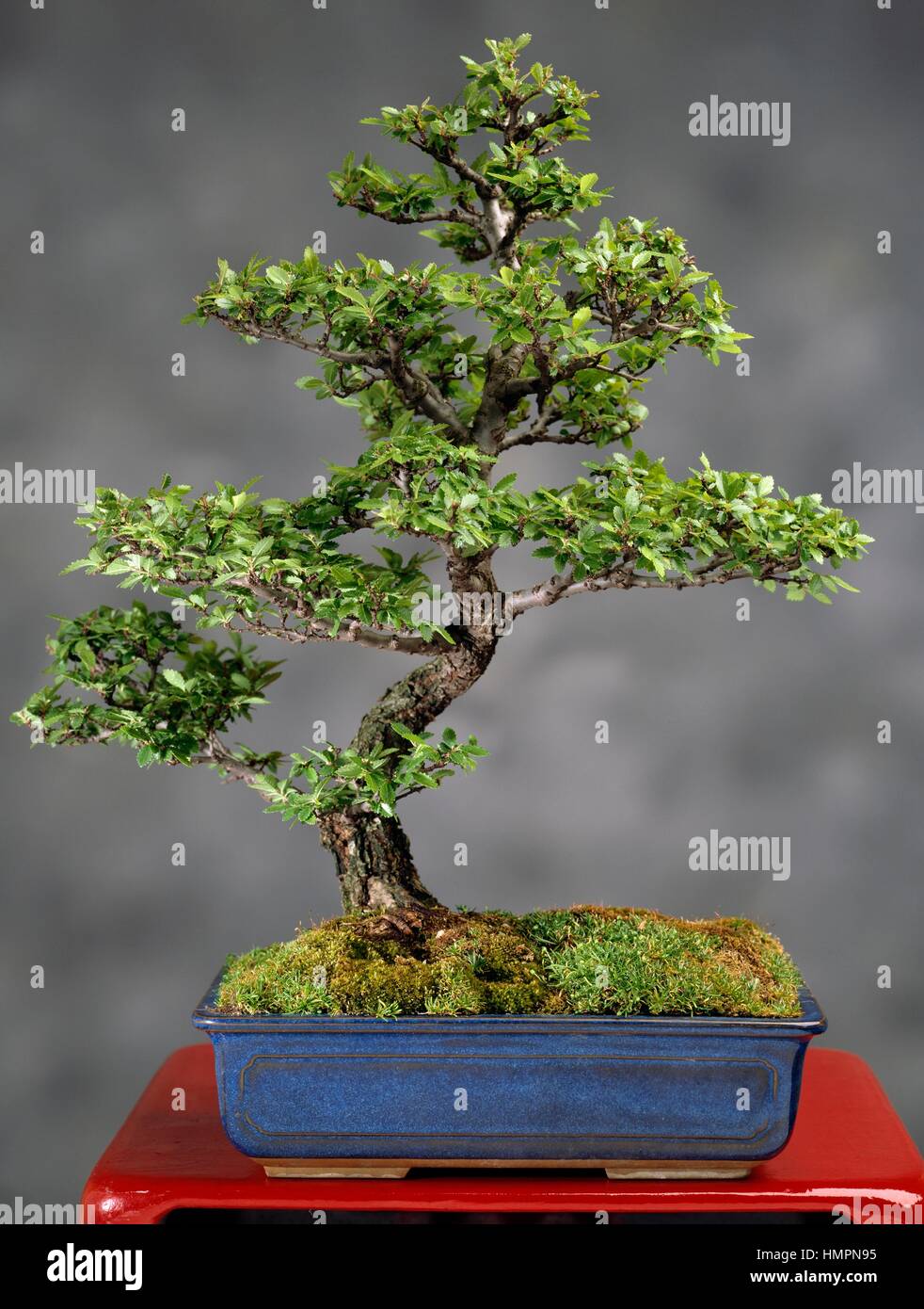 Chinese elm or lacebark elm (Ulmus parvifolia), Ulmaceae, height 30 cm. Stock Photo