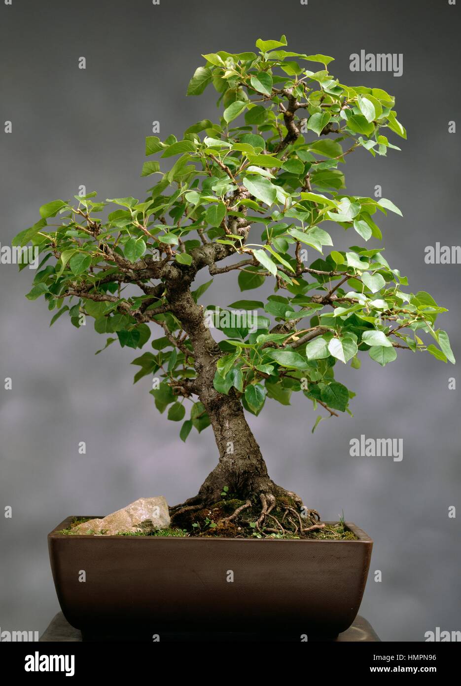 Prunus mahaleb, aka mahaleb cherry bonsai (Prunus mahaleb), Rosaceae, height 50 cm. Stock Photo