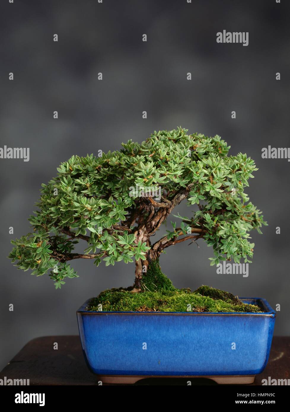 bambus vollrohr sichtschutz Bambus Rollzaun Wulung  Sichtschutz Rollmatte fr Garten & Balkon   Bambusbasis