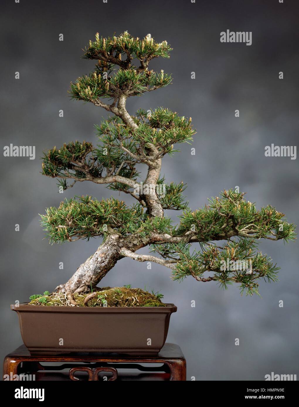 Scots pine bonsai (Pinus sylvestris), Pinaceae. Stock Photo
