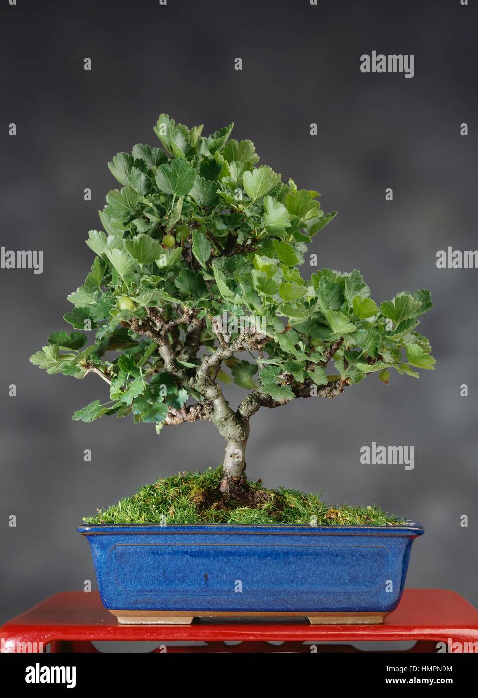 Gooseberry bonsai (Ribes uva-crispa), Grossulariaceae, height 25 cm Stock  Photo - Alamy