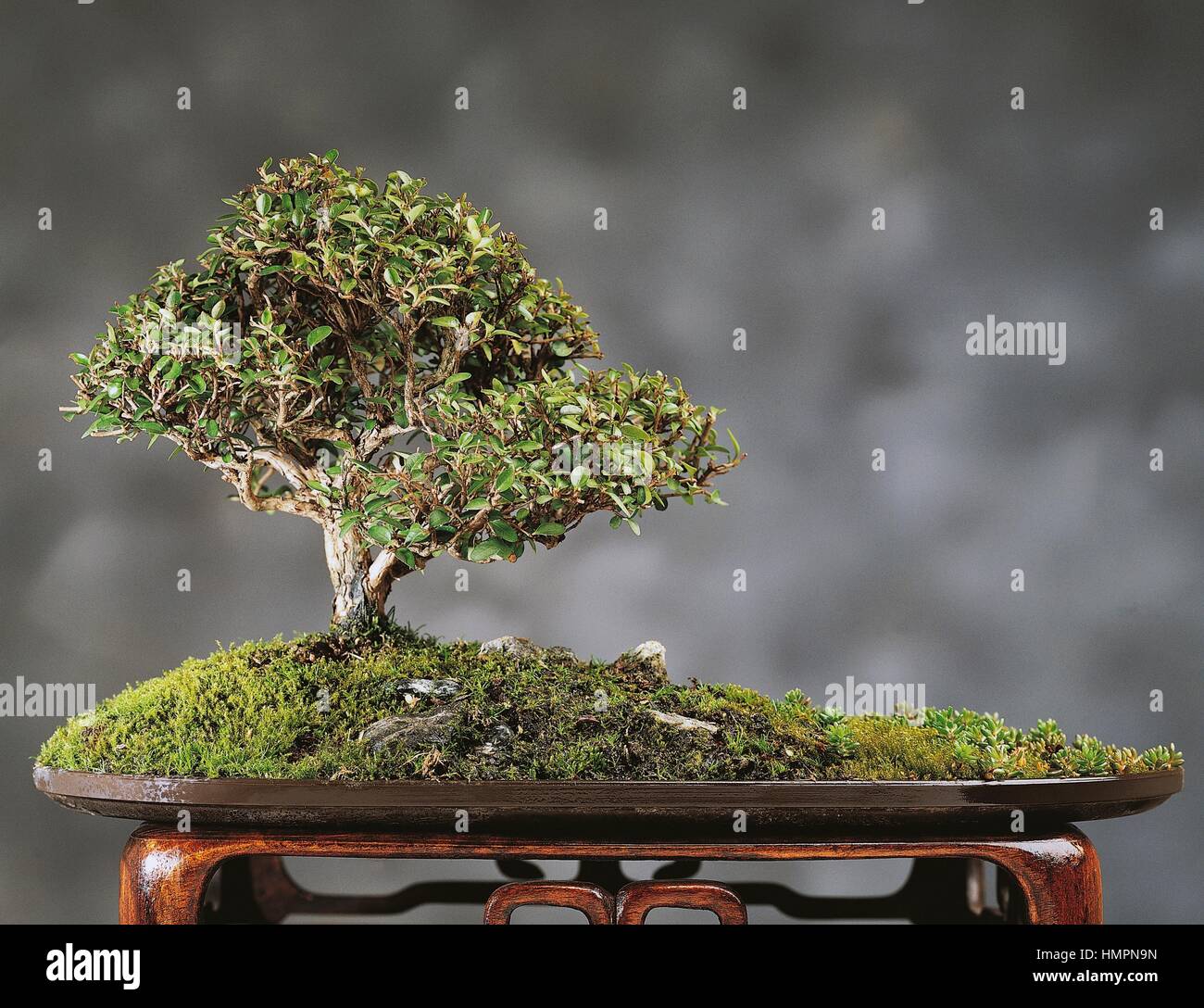 Honeysuckles bonsai (Lonicera sp), Caprifoliaceae, height 20 cm Stock Photo  - Alamy