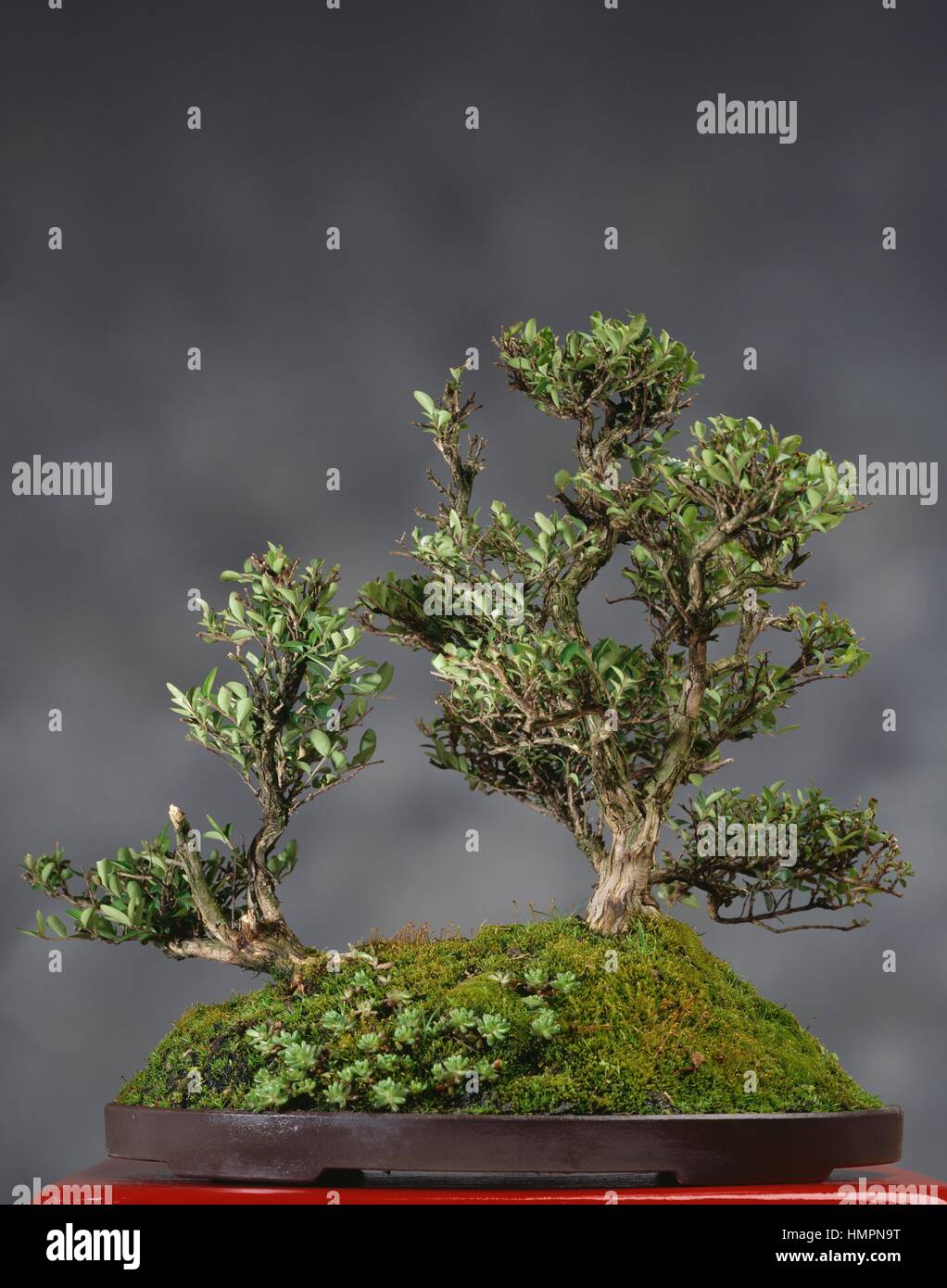 terreau pour bonsai Acheter de terreau bonsa ? Command avant 16h30, Livraison rapide   Sybotanica
