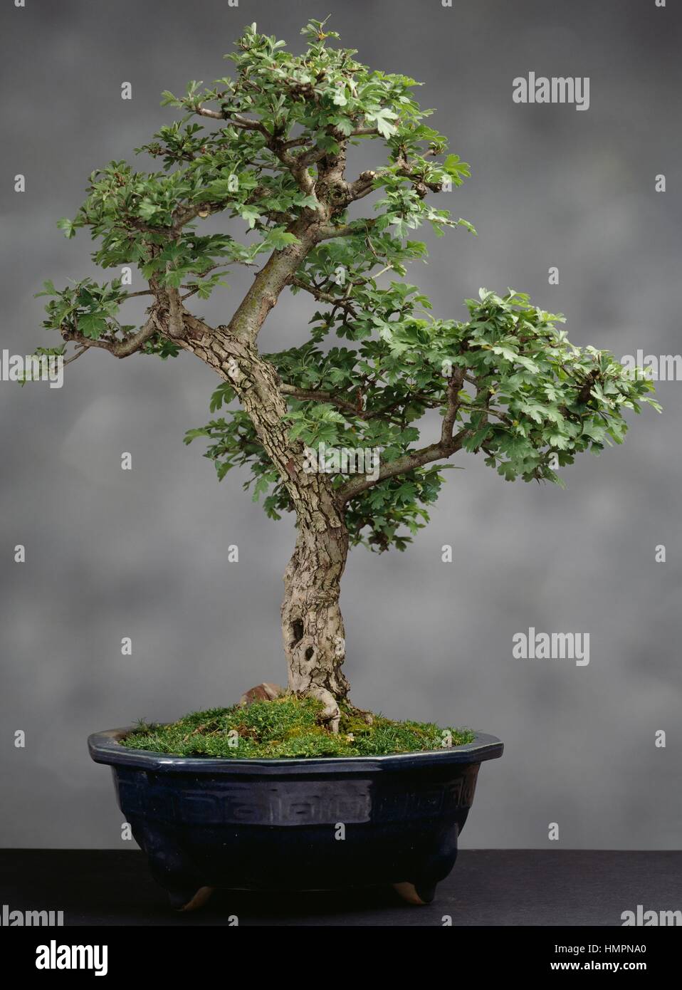 Common hawthorn or single-seeded hawthorn bonsai (Crataegus monogyna),  Rosaceae, height 55 cm Stock Photo - Alamy