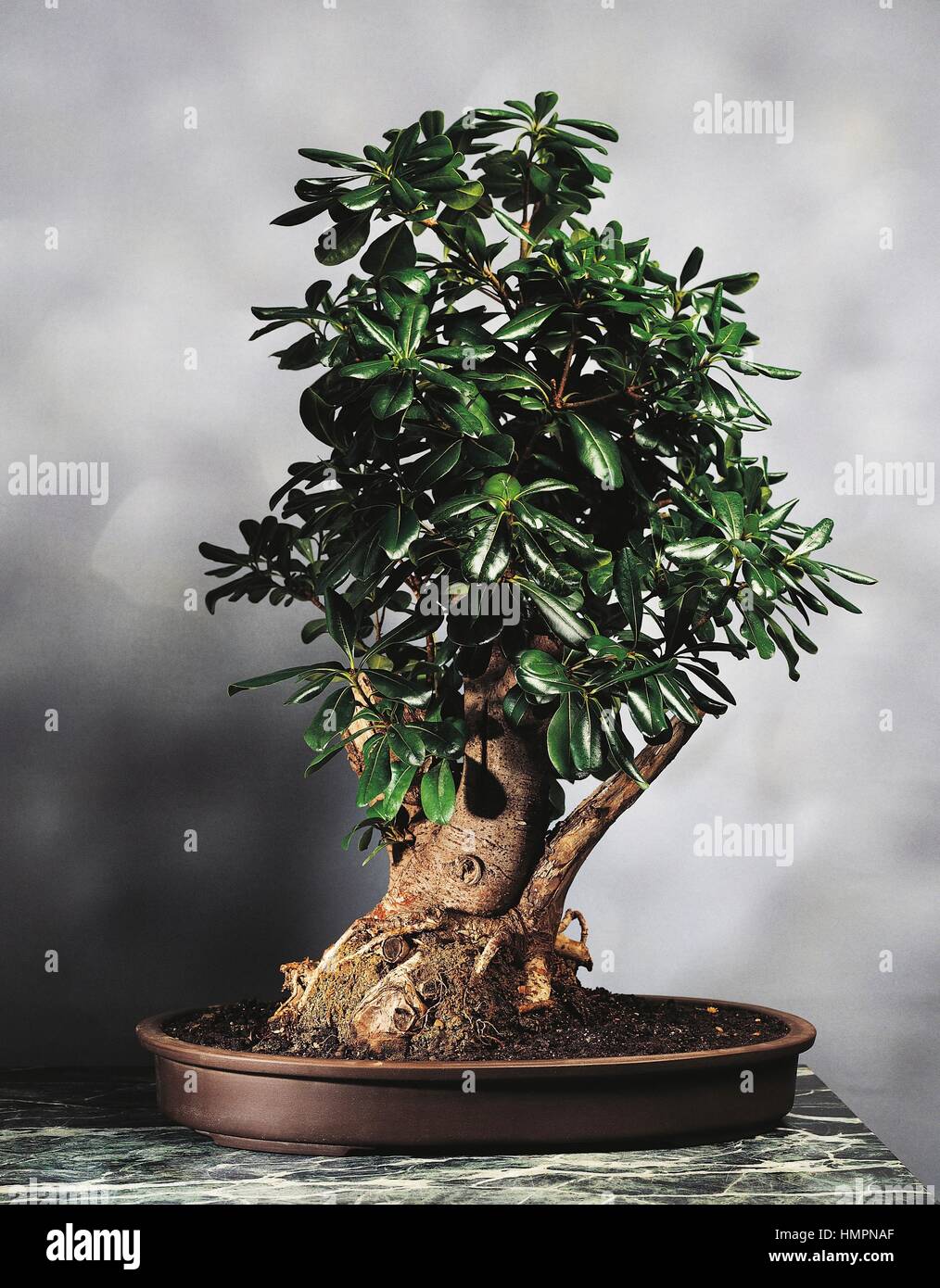Tawhiwhi bonsai hires stock photography and images Alamy