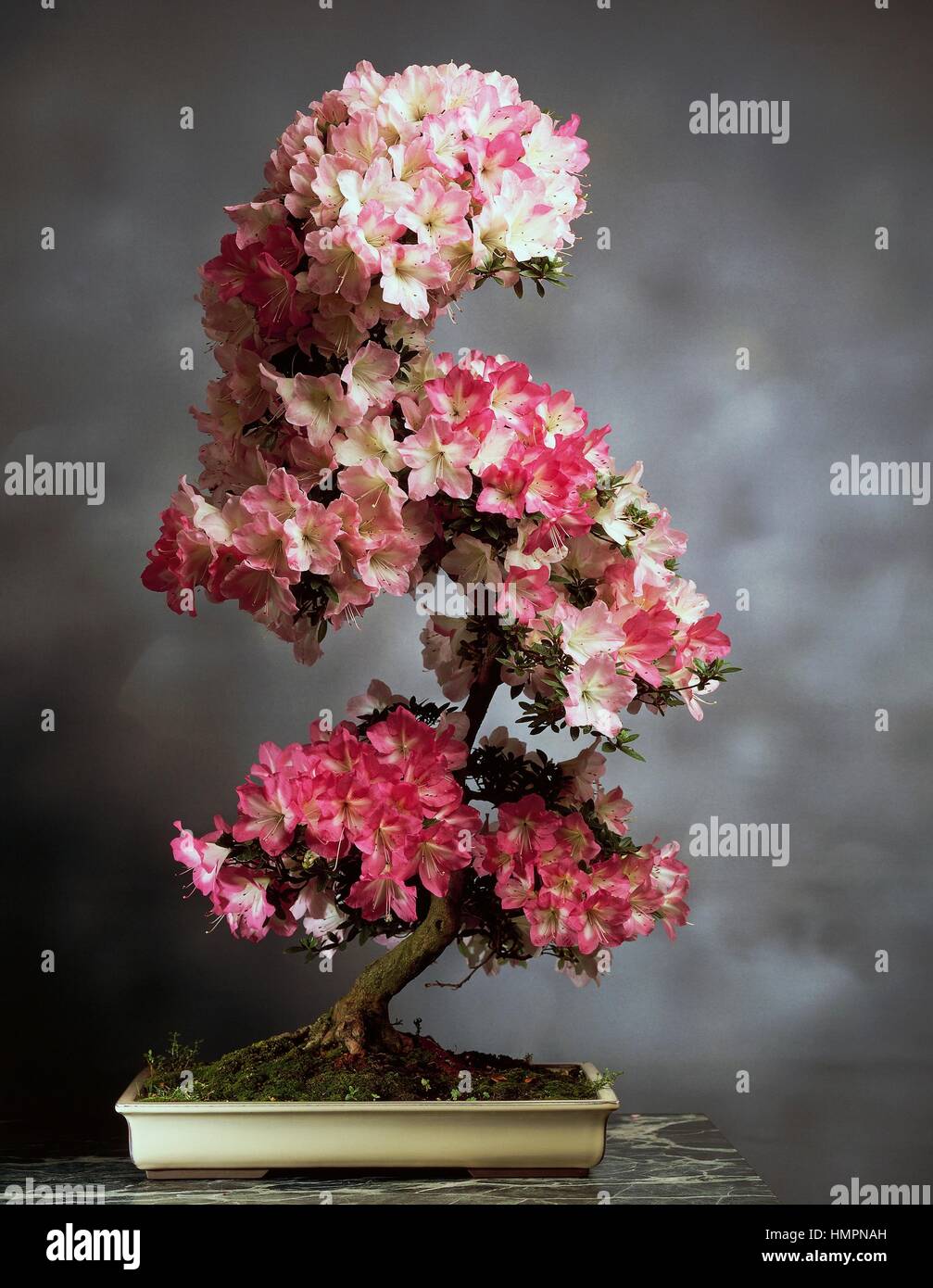 Indian azalea bonsai (Rhododendron simsii or Rhododendron indicum),  Ericaceae Stock Photo - Alamy