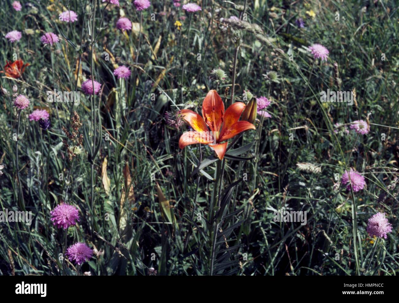 Orange lily, Fire lily or Tiger lily (Lilium bulbiferum or Lilium croceum), Liliaceae, Fersina Valley, Trentino Alto Adige, Italy. Stock Photo