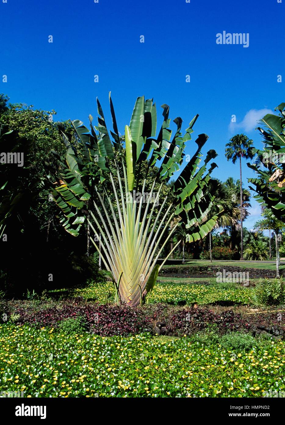 Ravenala Madagascariensis Palm, Travellers Tree or