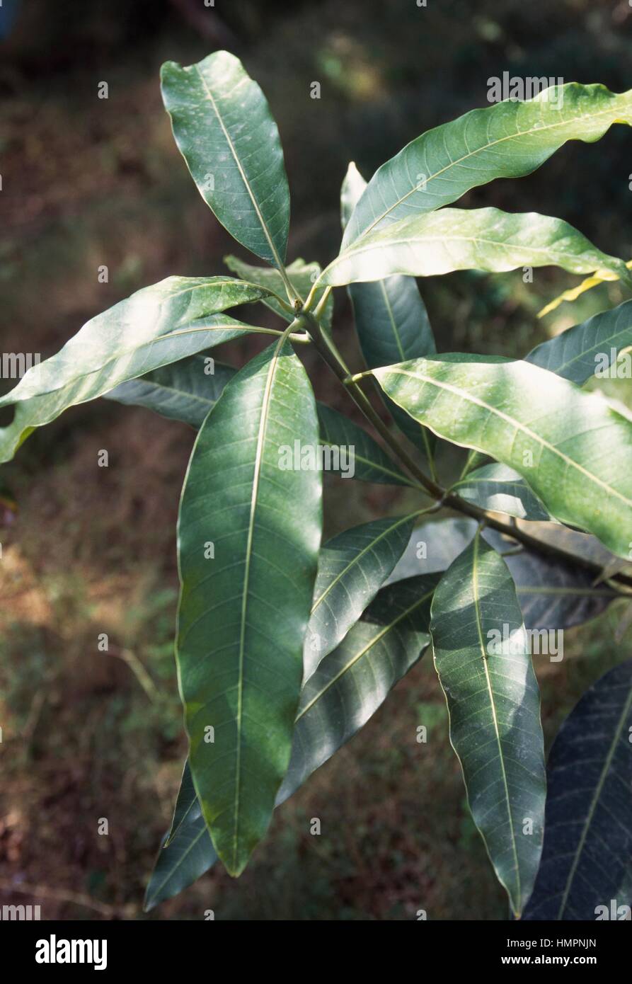 Mango leaves (Mangifera indica), Anacardiaceae, Royal Botanical Garden, Kathmandu, Nepal Stock
