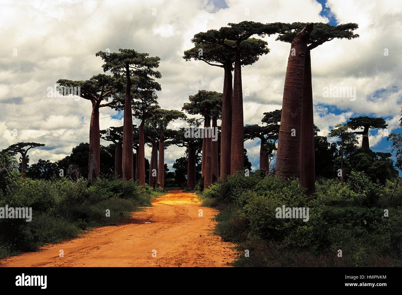 Grandidier's baobab trees (Adansonia grandidieri), Bombacaceae, Alley ...