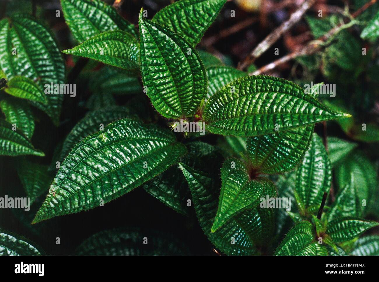 Soapbush or Koster's Curse (Clidemia hirta), Melastomataceae, Madagascar. Stock Photo
