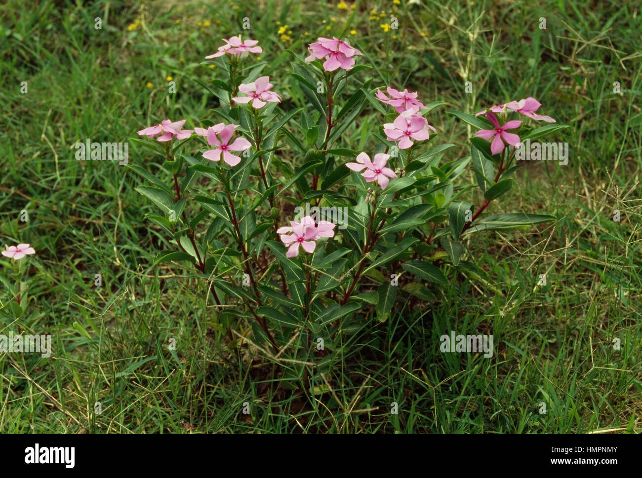 Madagascar rosy periwinkle (Catharanthus roseus), Apocinaceae. Stock Photo