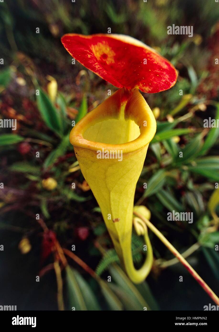Tropical pitcher plants nepenthes hi-res stock photography and images ...