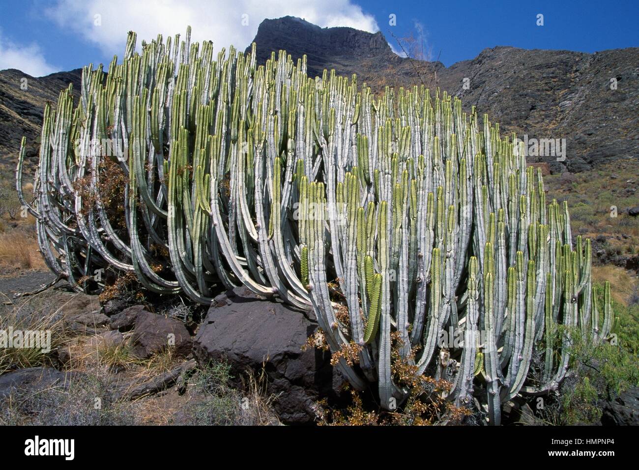 Cactus gran canaria canary islands hi-res stock photography and images -  Alamy