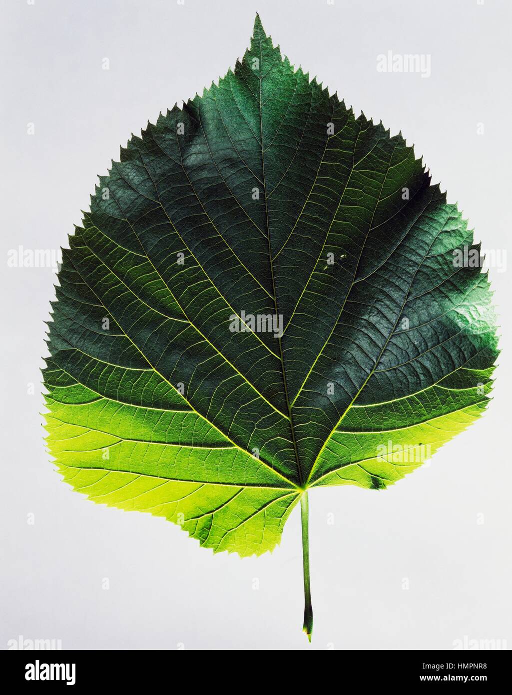 American Linden or American Basswood leaf (Tilia americana), Malvaceae  Stock Photo - Alamy, image size:1025x1390