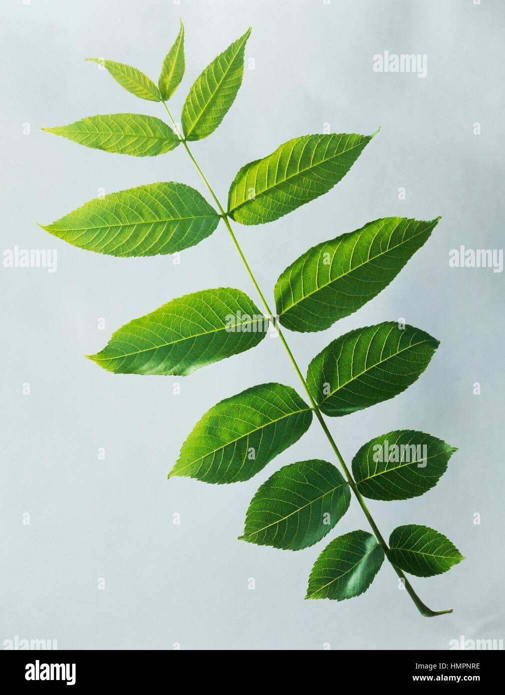 Paripinnately compound leaf of Black Walnut (Juglans nigra ...