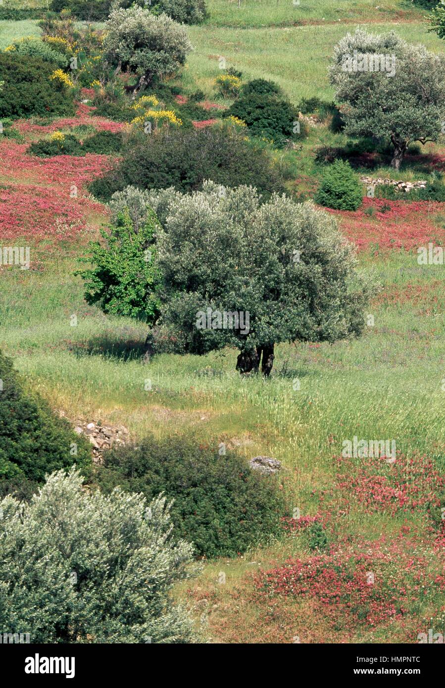 Calabria Tree Landscape with olive trees (Olea europaea), Calabria, Italy Stock Photo ...