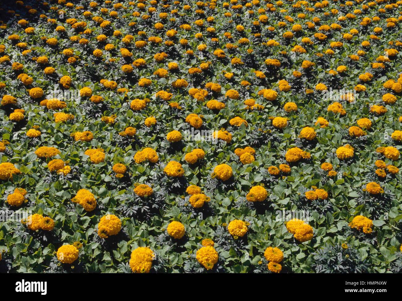 Tagetes erecta gold coin hi-res stock photography and images - Alamy