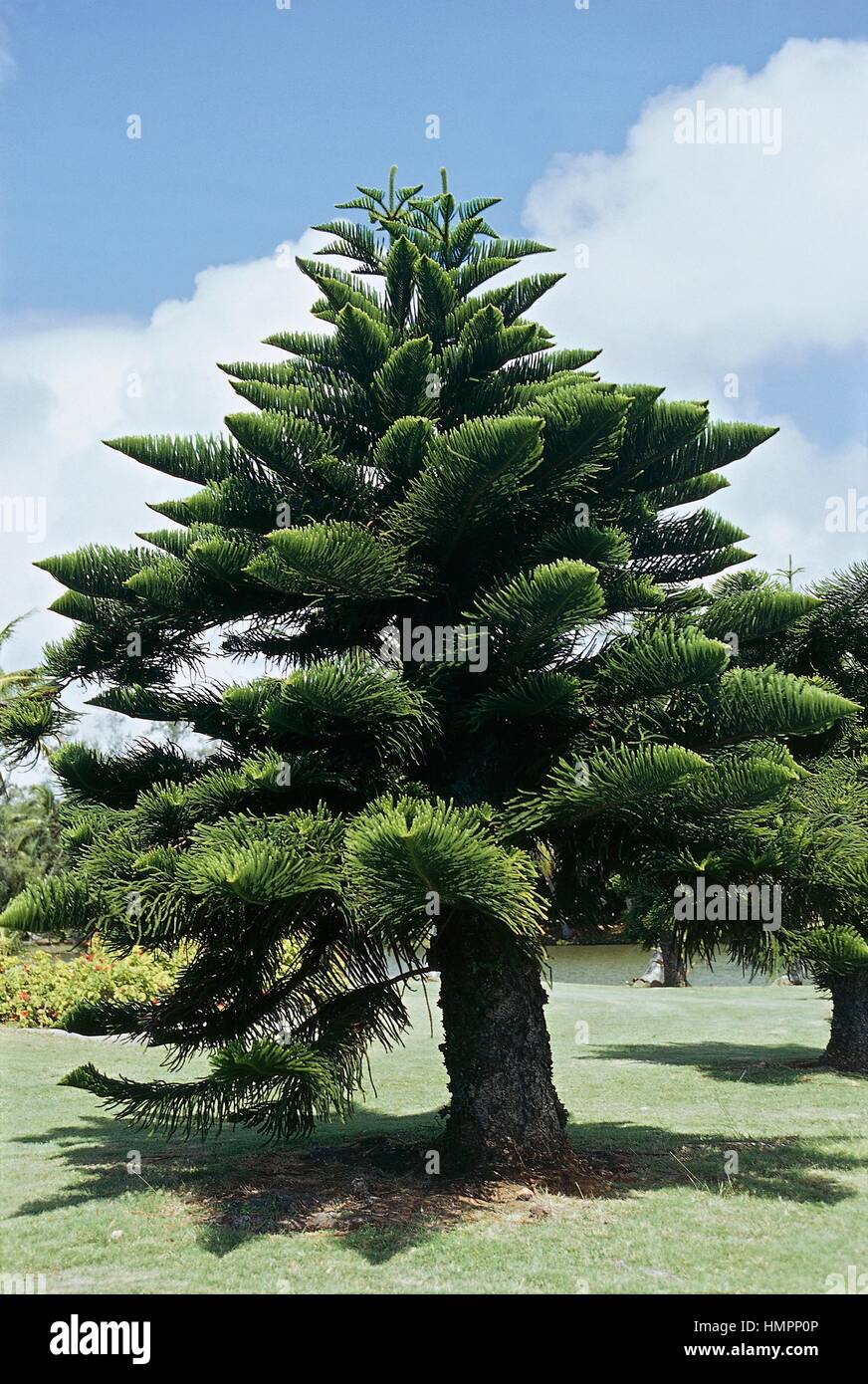 Norfolk Island pine (Araucaria heterophylla), Araucariaceae. Stock Photo