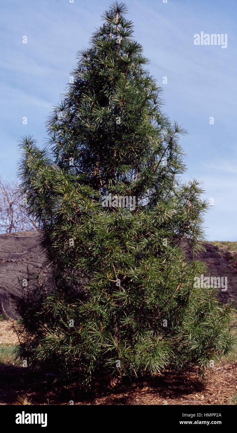 Koyamaki or Japanese Umbrella-pine (Sciadopitys verticillata), Sciadopitiaceae. Stock Photo