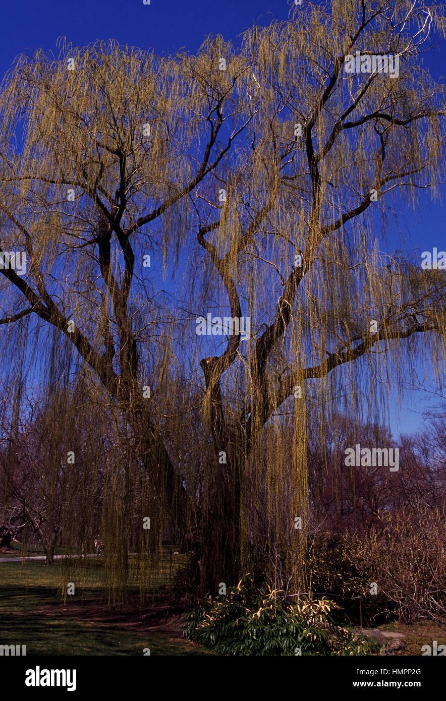 Golden Weeping Willow (Salix alba tristis), Salicaceae. Stock Photo