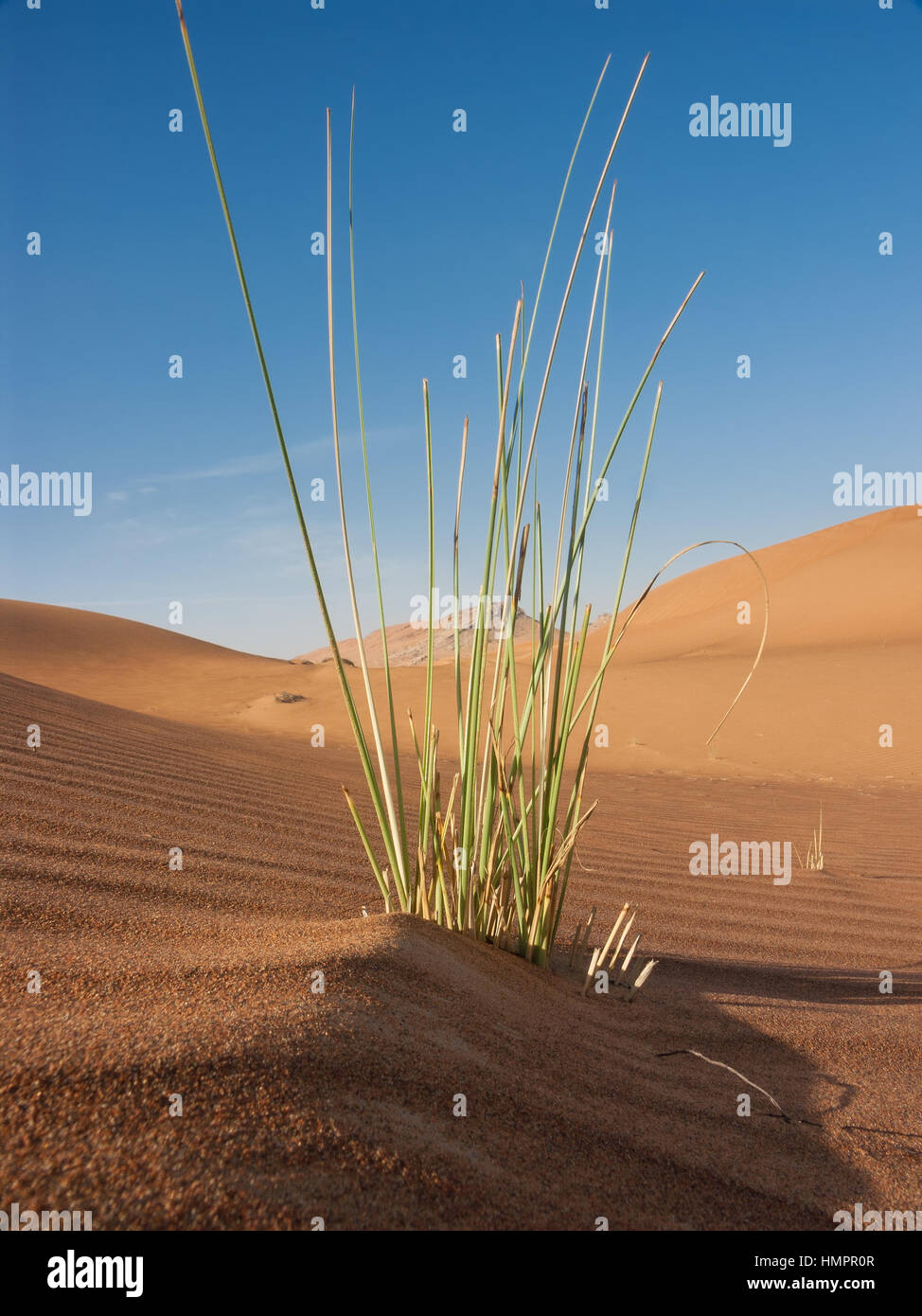single grass straw growing in desert Stock Photo Alamy
