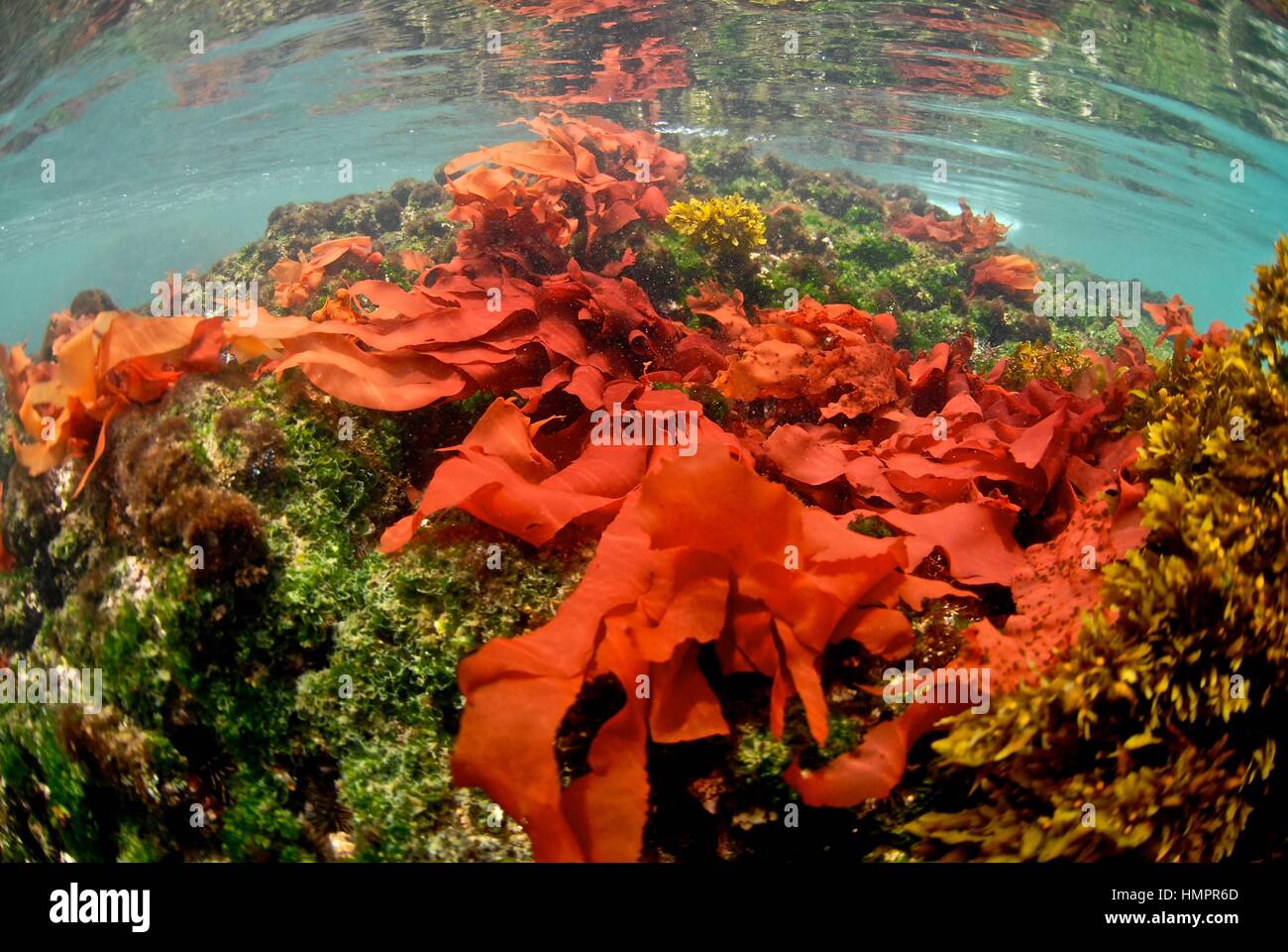 Algaes underwater. Punta Moreno. Isabela Island. Galapagos Stock Photo