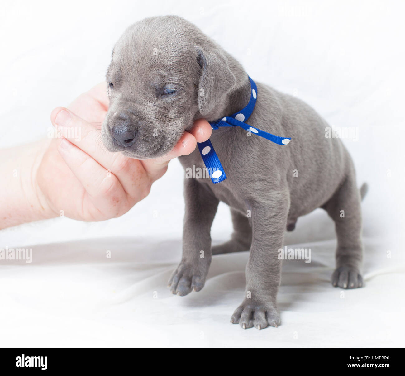 Purebred grey Great Dane puppy being careful on a white background Stock  Photo - Alamy