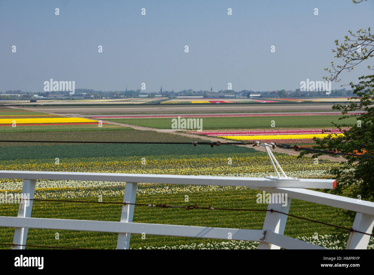 Blooming tulip fields in a dutch landscape in the Netherlands Stock ...