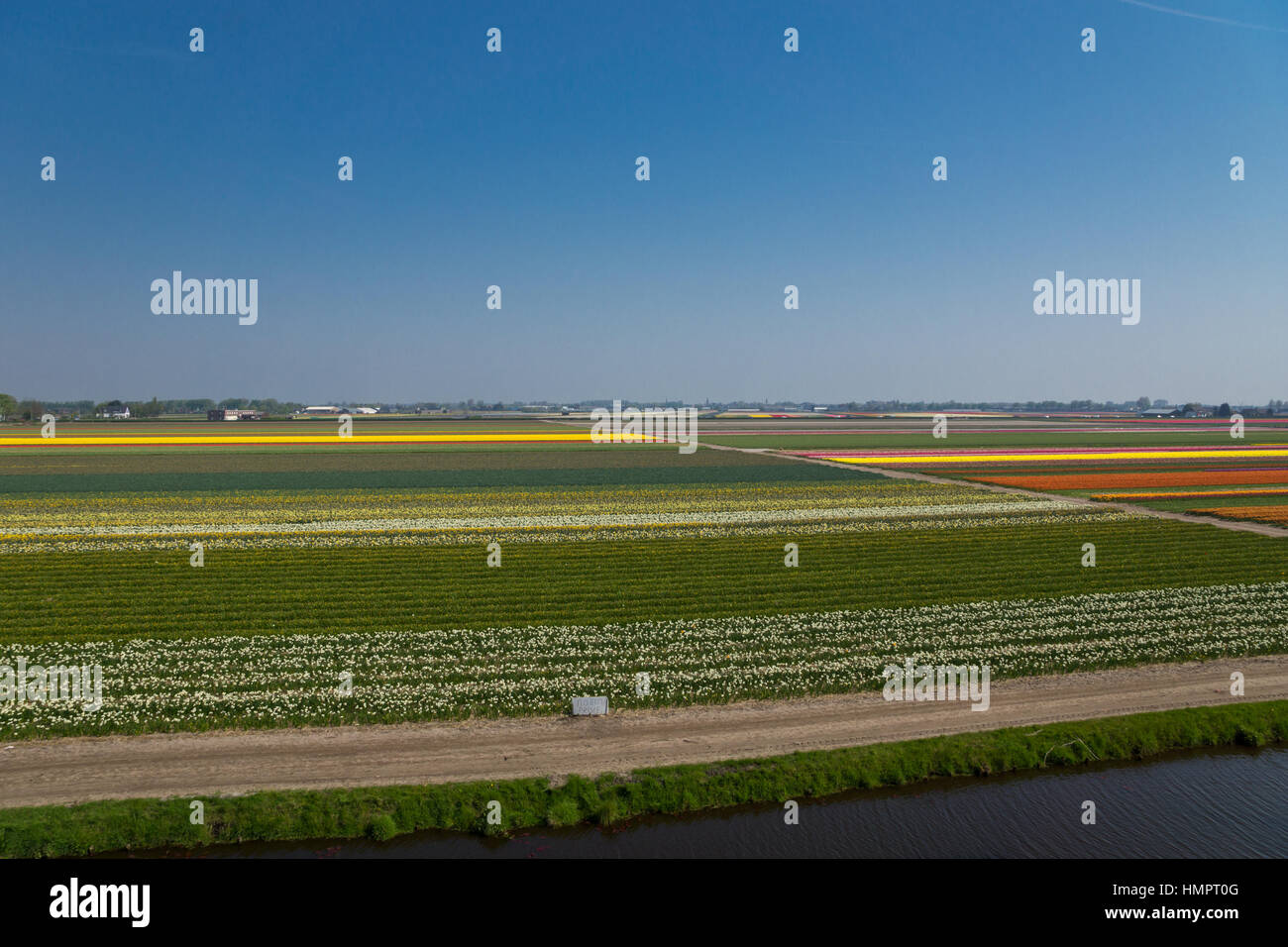 Blooming tulip fields in a dutch landscape in the Netherlands Stock ...