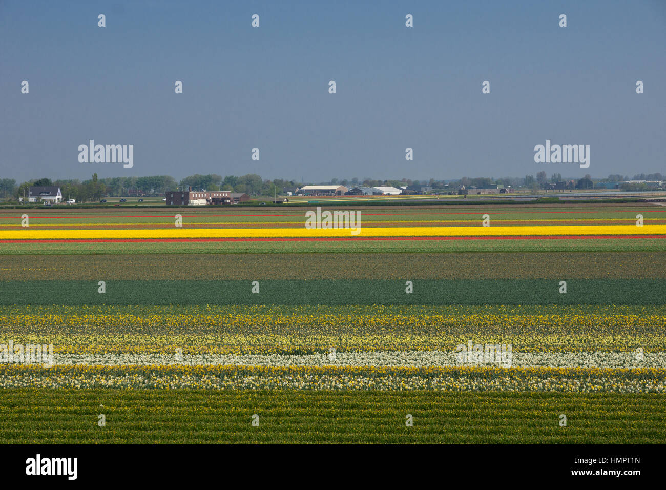 Blooming tulip fields in a dutch landscape in the Netherlands Stock ...