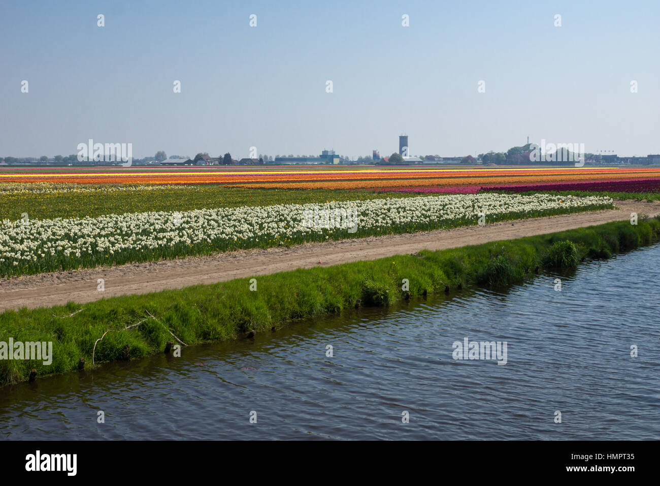Blooming tulip fields in a dutch landscape in the Netherlands Stock ...